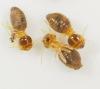 Nasutitermes sp.